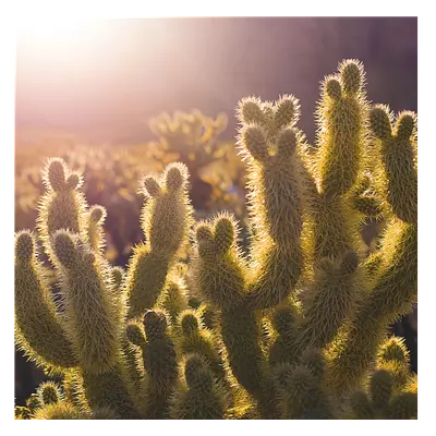 Фото на холсте кактусы, размера 50x50