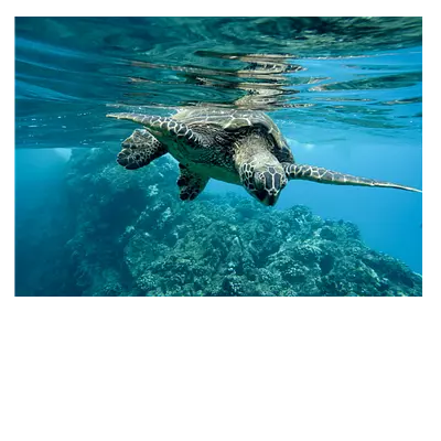 Фото на холсте черепаха, размера 100x70