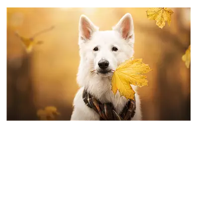 Фото на холсте собака с жёлтым листом, 30х20 см, до 220 симв.