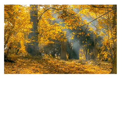 Фото на холсте "осенний лес". размер 30х20 см. закажите онлайн!"