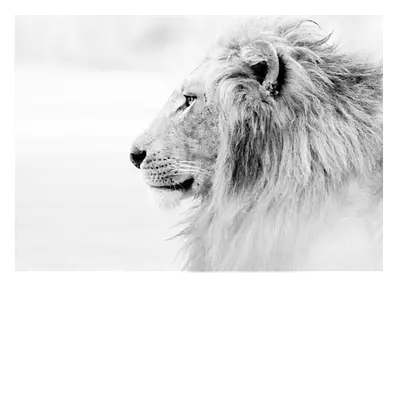 Фото на холсте лев в светлых тонах, размера 70x50