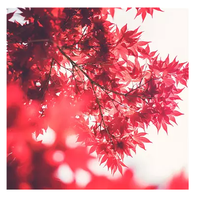 Фото на холсте красные листья, размера 50x50