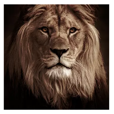 Фото на холсте лев в темных тонах, размера 30x30