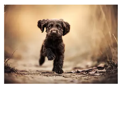 Фото на холсте бегущая по тропинке собака, размера 70x50