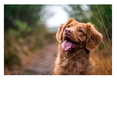 Фото на холсте собака, размера 120x80