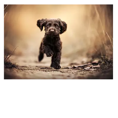 Фото на холсте бегущая по тропинке собака, размера 100x70