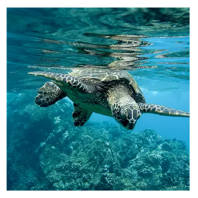 Фото на холсте черепаха, размера 50x50