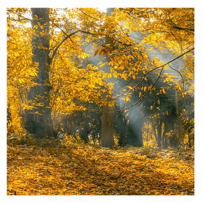 Фото на холсте осенний лес, размера 80x80