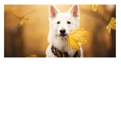 Фото на холсте собака с жёлтым листом, размера 80x40