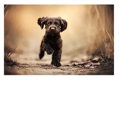 Фото на холсте бегущая по тропинке собака, размера 60x40