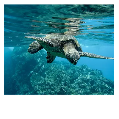 Фото на холсте черепаха, размера 60x50