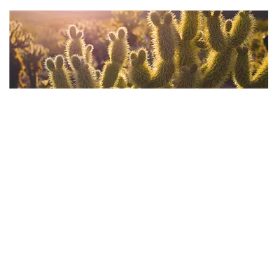 Фото на холсте кактусы, размера 90x30