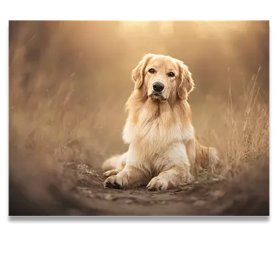 Фото на холсте собака на тропинке, размера 80x60