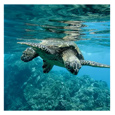 Фото на холсте черепаха, размера 60x60