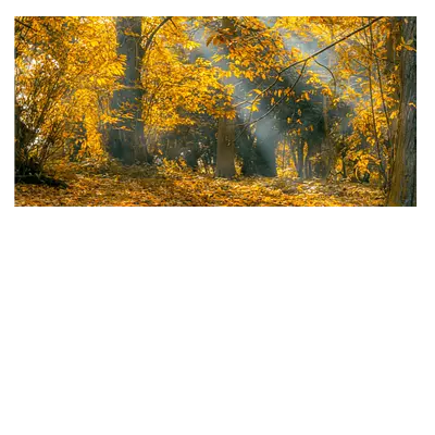 Фото на холсте осенний лес, размера 80x40