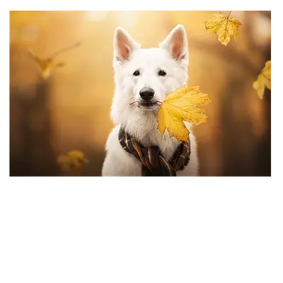 Фото на холсте с собакой и жёлтым листом 45 x 30 см