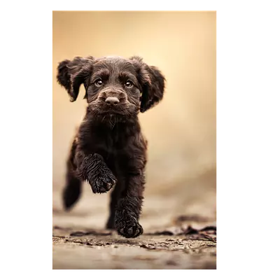 Фото на холсте бегущая по тропинке собака, размера 30x45