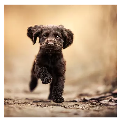 Фото на холсте бегущая по тропинке собака, размера 50x50