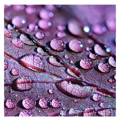 Фото на холсте капли на листе, размера 30x30