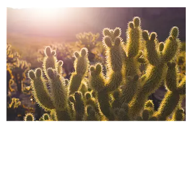 Картина на холсте кактусы 45 x 30 см. заказывайте!