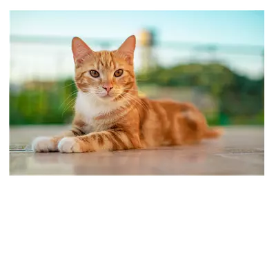 Фото на холсте рыжий кот, размера 75x50