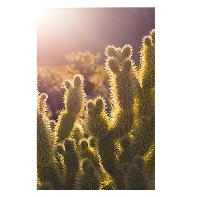 Фото на холсте кактусы, размера 50x75
