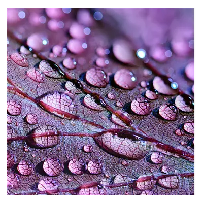 Фото на холсте капли на листе, размера 80x80