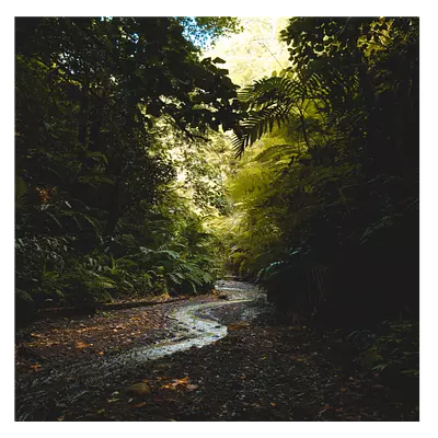 Фото на холсте тропический ручей, размера 100x100