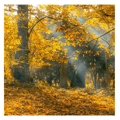 Фото на холсте осенний лес, размера 50x50