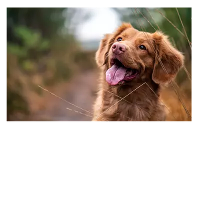 Фото на холсте собака 30х20 см