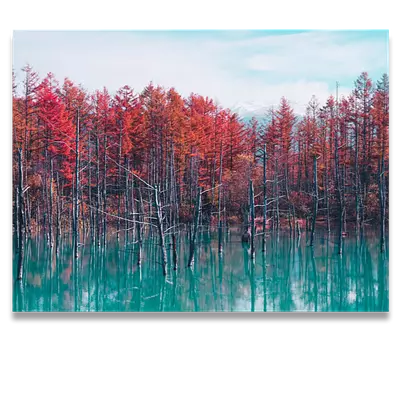 Фото на холсте деревья в воде, размера 80x60