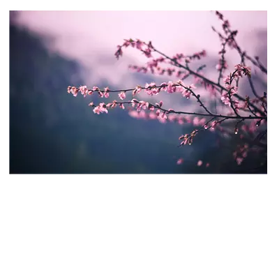 Фото на холсте «сирень», размер 45 x 30 см