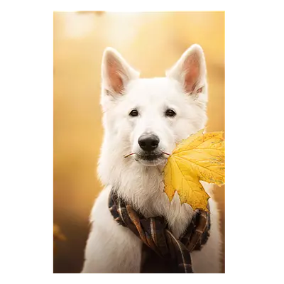 Фото на холсте собака с жёлтым листом, размера 80x120