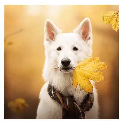 Фото на холсте собака с жёлтым листом, размера 60x60