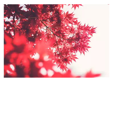 Фото на холсте красные листья, размера 70x50