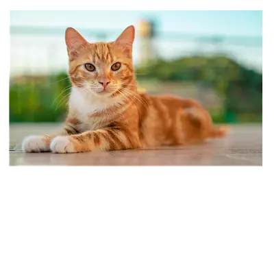 Фото на холсте «рыжий кот», 30х20 см, до 220 символов