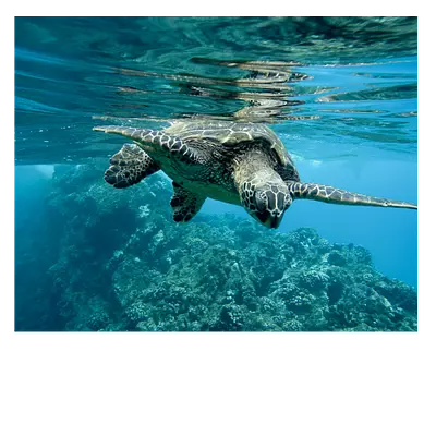 Фото на холсте черепаха 50х40 см, до 220 симв.