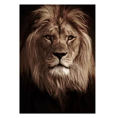 Фото на холсте лев в темных тонах, размера 50x70