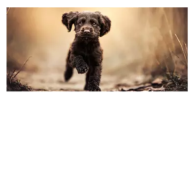 Фото на холсте бегущая по тропинке собака, размера 60x30