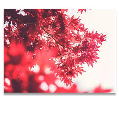 Фото на холсте красные листья, размера 80x60