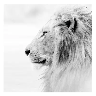 Фото на холсте лев в светлых тонах, размера 80x80