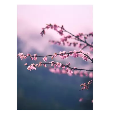 Фото на холсте сирень, размера 30x40