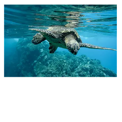 Фото на холсте черепаха, размера 60x40