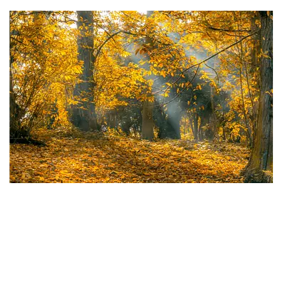 Фото на холсте осенний лес, размера 120x80