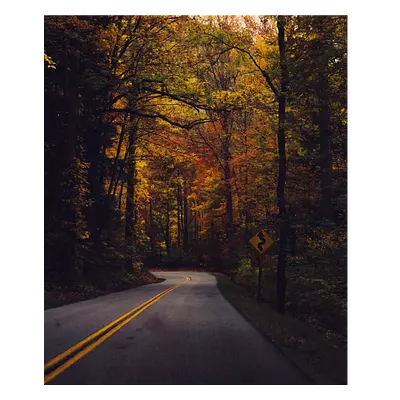 Фото на холсте дорога в лесу, размера 50x60