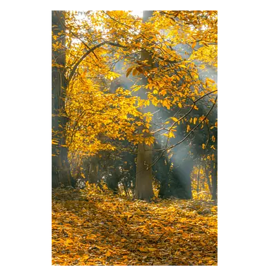 Фото на холсте осенний лес, размера 60x90