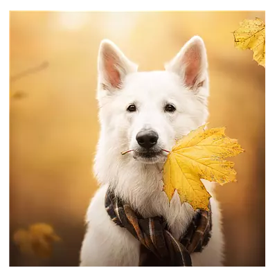 Фото на холсте собака с жёлтым листом, размера 40x40