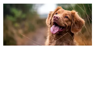 Фото на холсте собака, размера 80x40