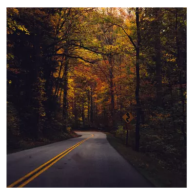 Фото на холсте дорога в лесу, размера 80x80