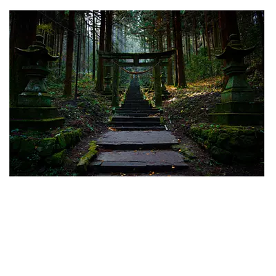 Фото на холсте лестница в лесу, размера 90x60